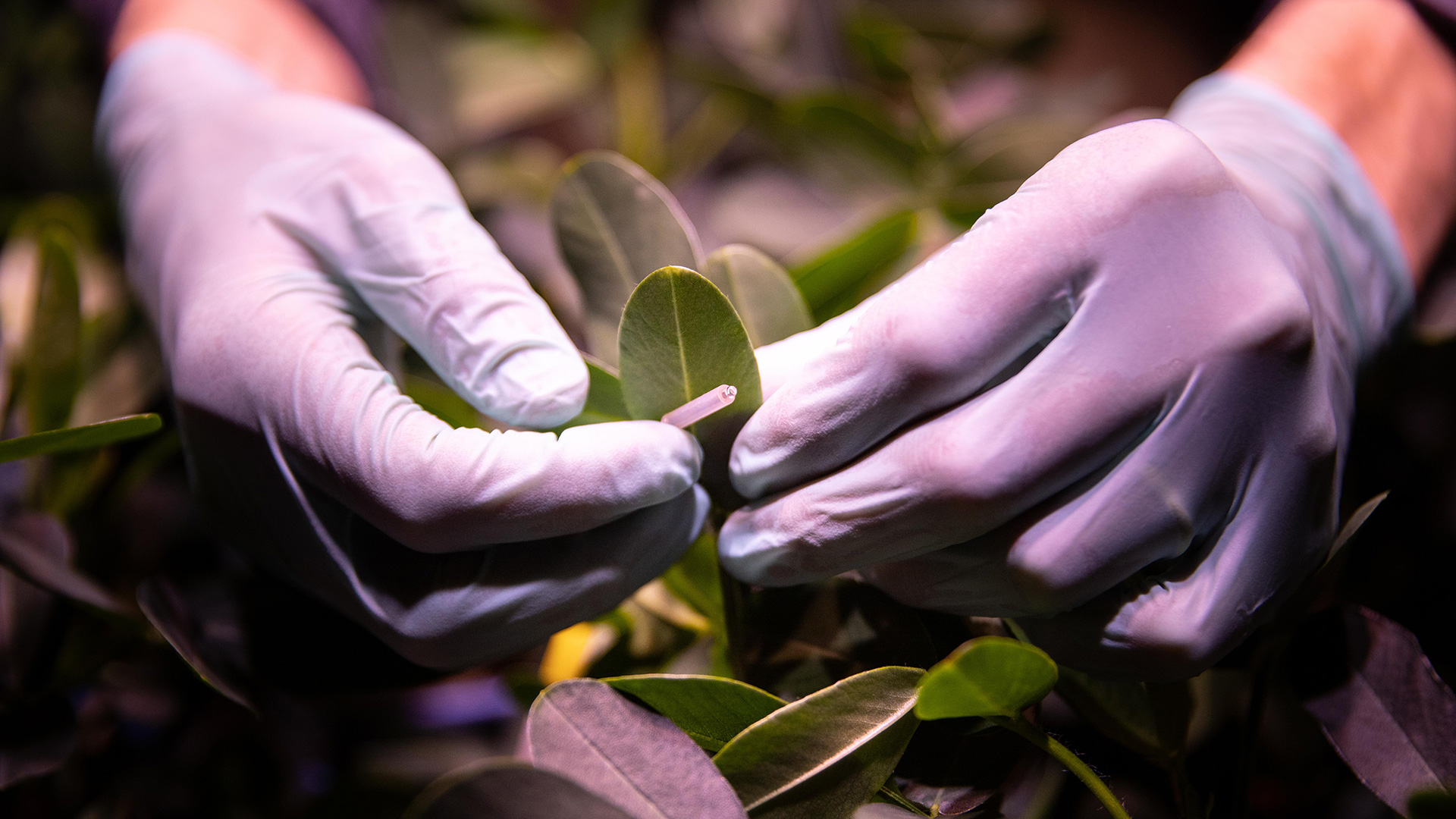 photo: gloved hands of research attaches sensor to leaf of peanut plant.