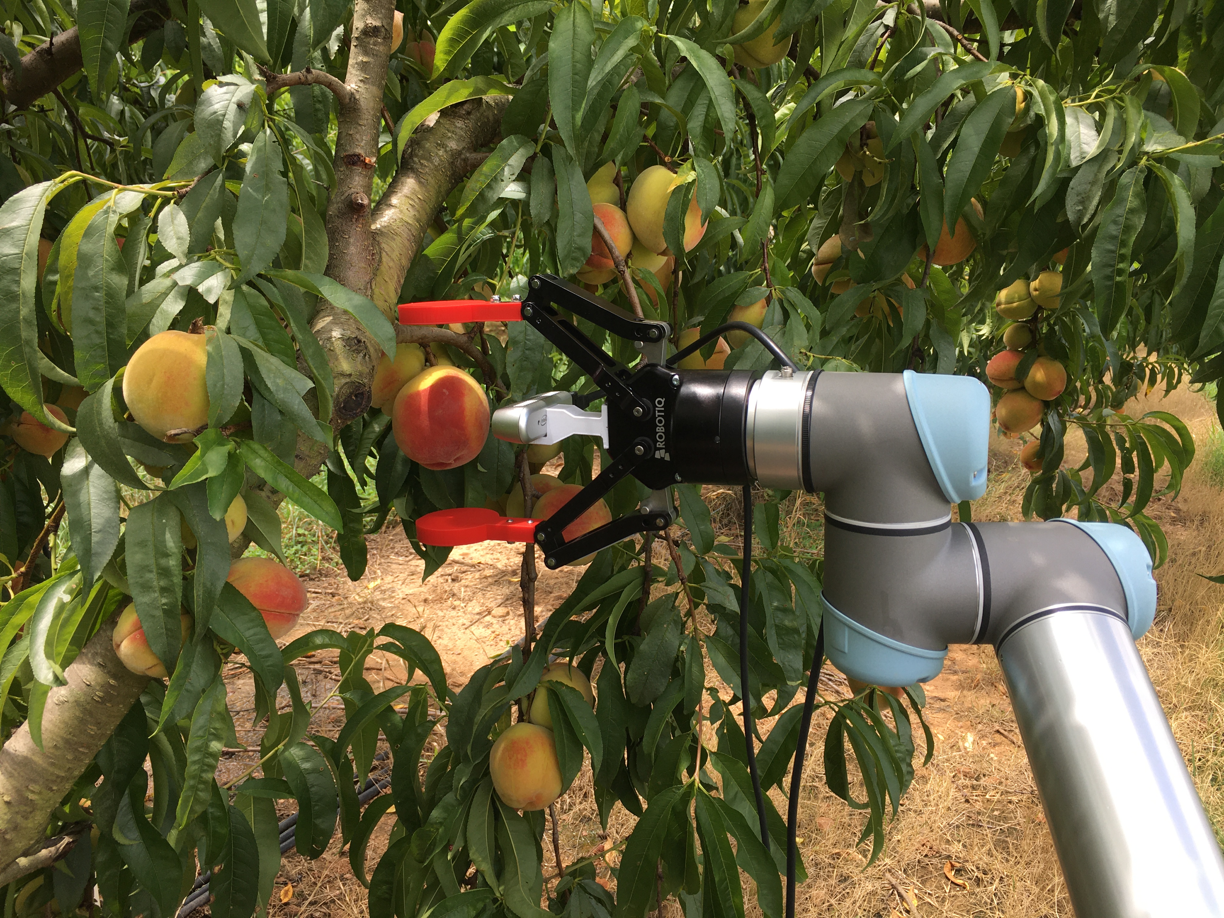 Photo showing a robotic arm picking a peach from a peach tree. 